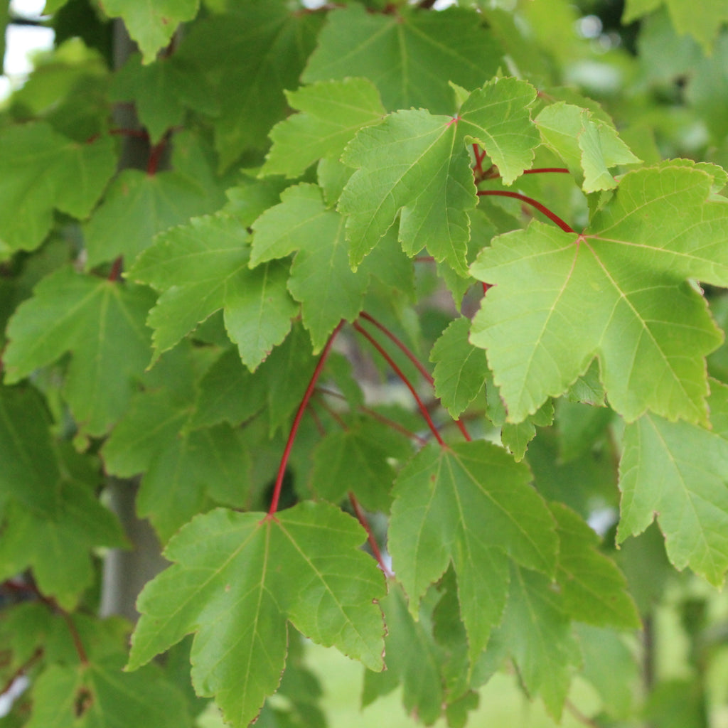 Acer October Glory Image