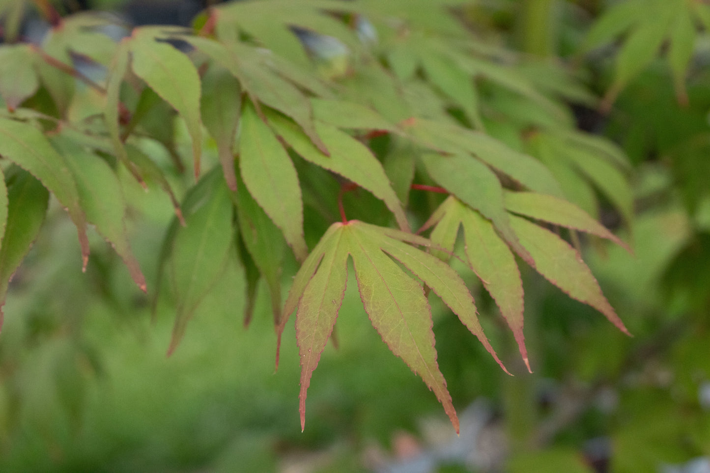 Acer osakazuki