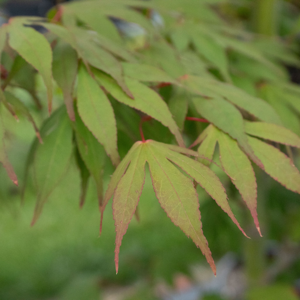 Acer Osakazuki Image