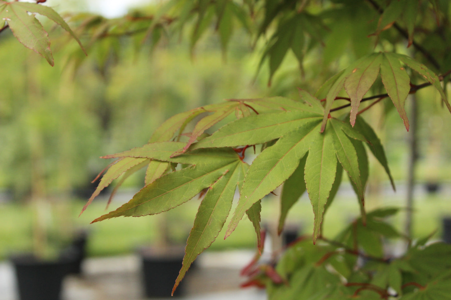 Acer osakazuki