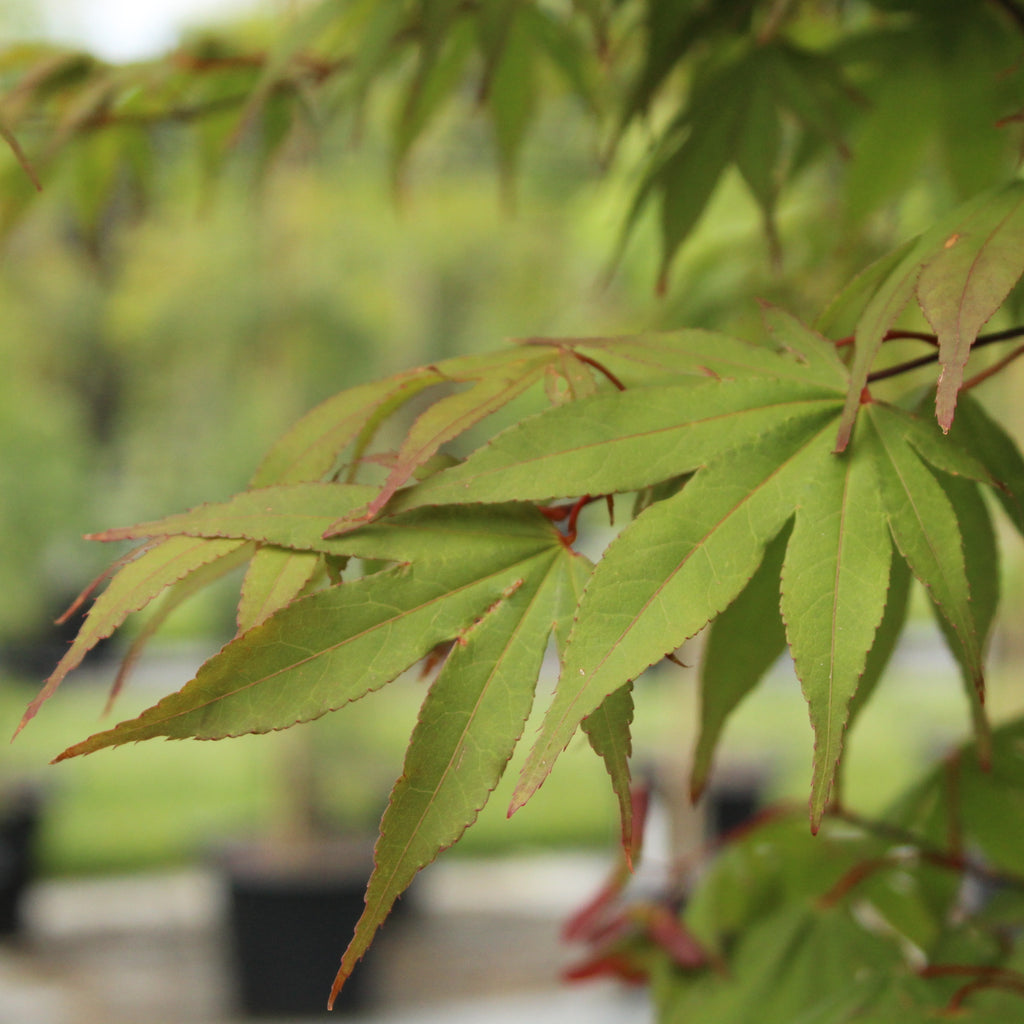 Acer Osakazuki Image