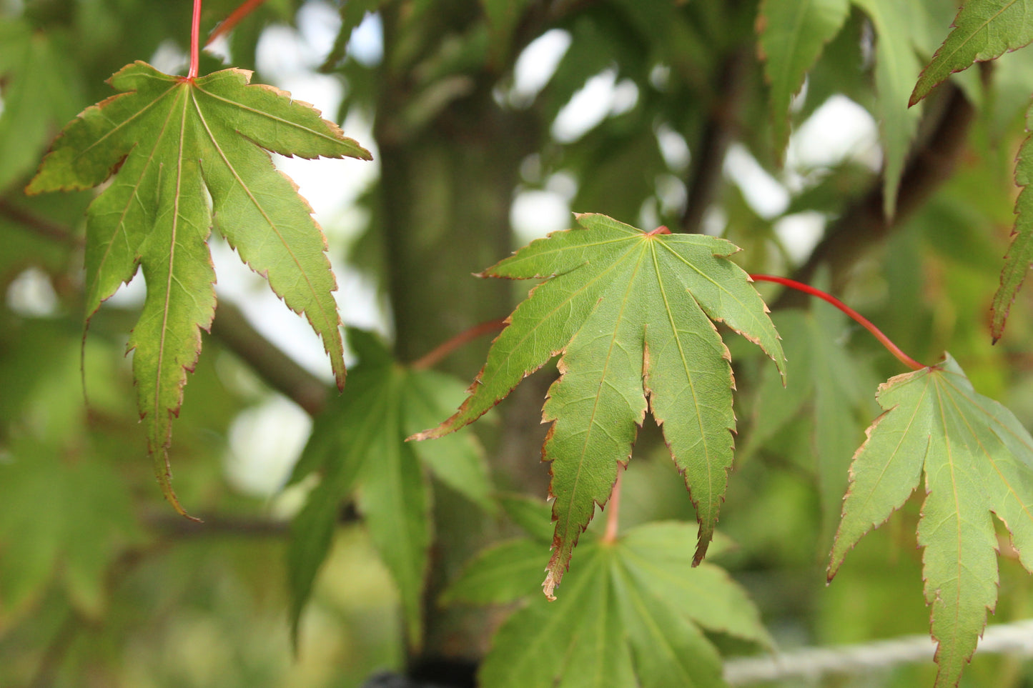 Acer palmatum