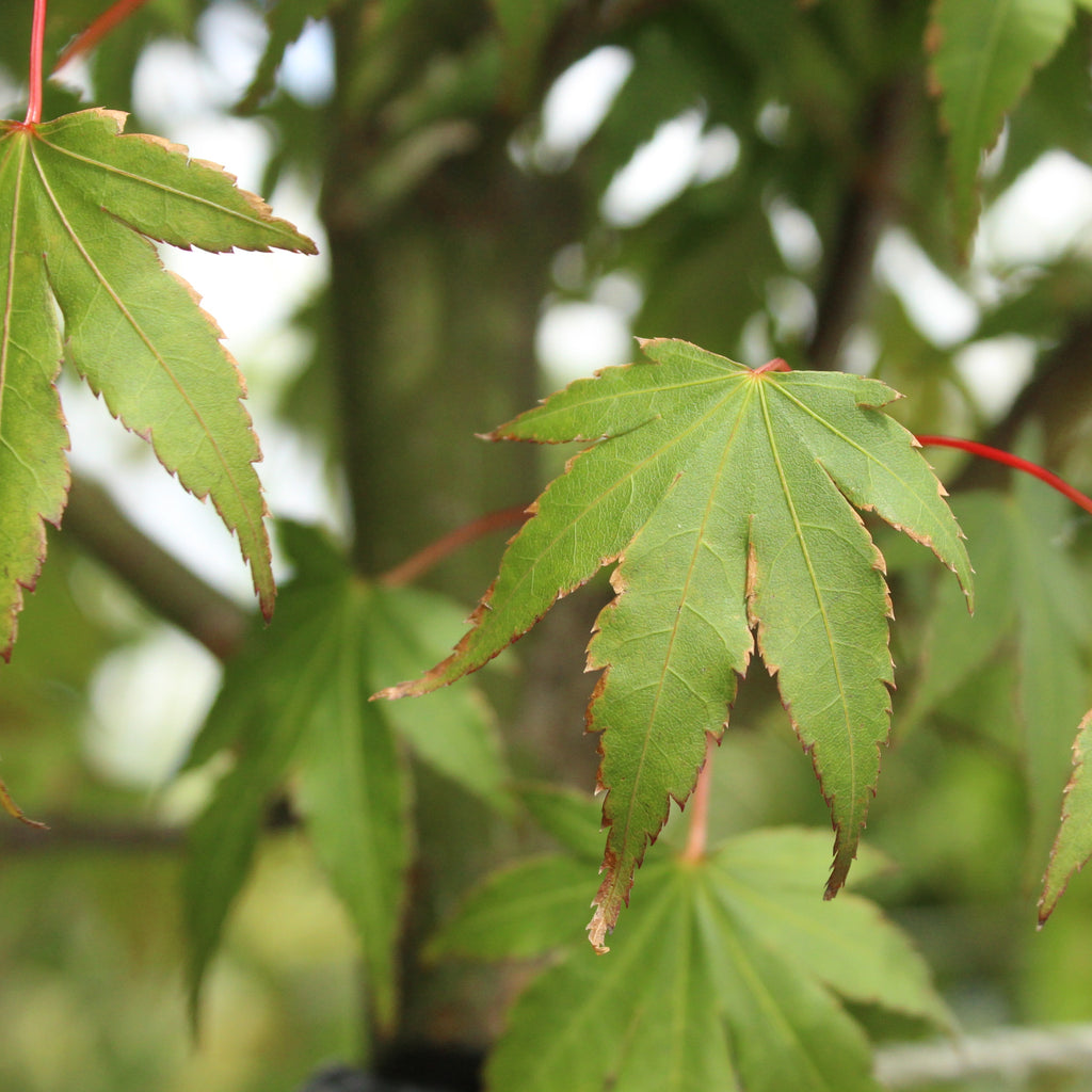 Acer palmatum Image