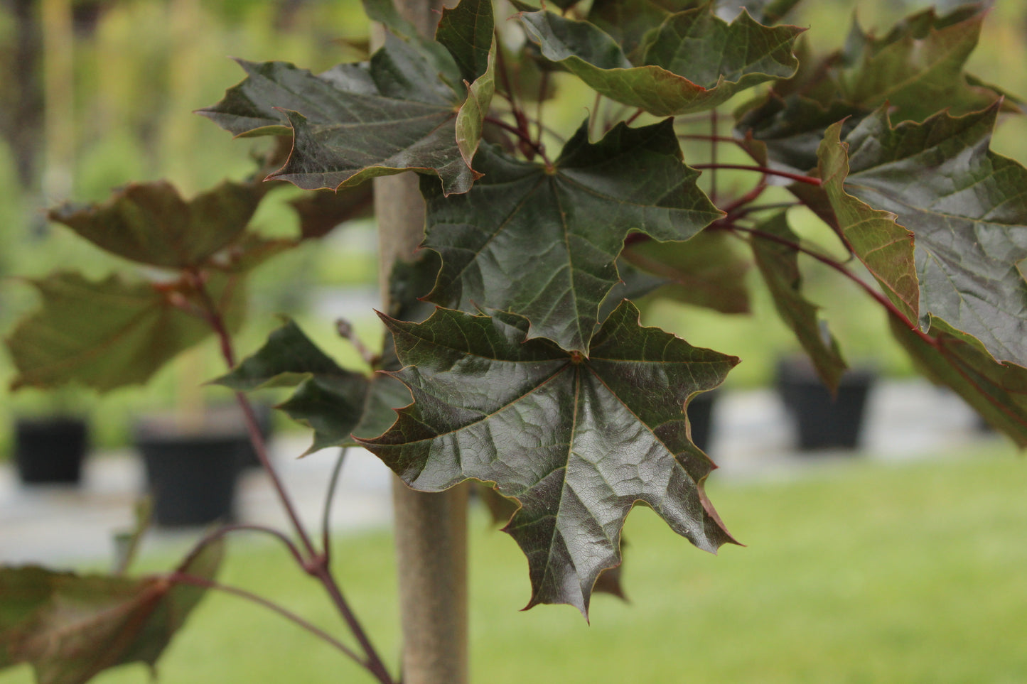 Acer platanoides Crimson King