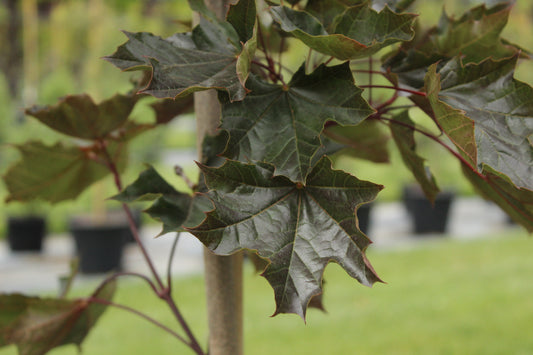 Acer platanoides Crimson King