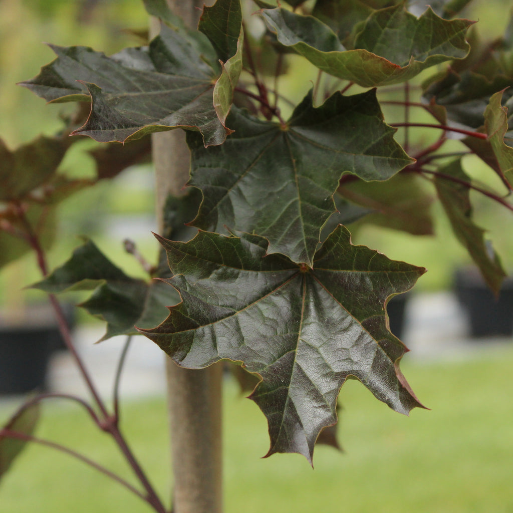 Acer platanoides Crimson King Image