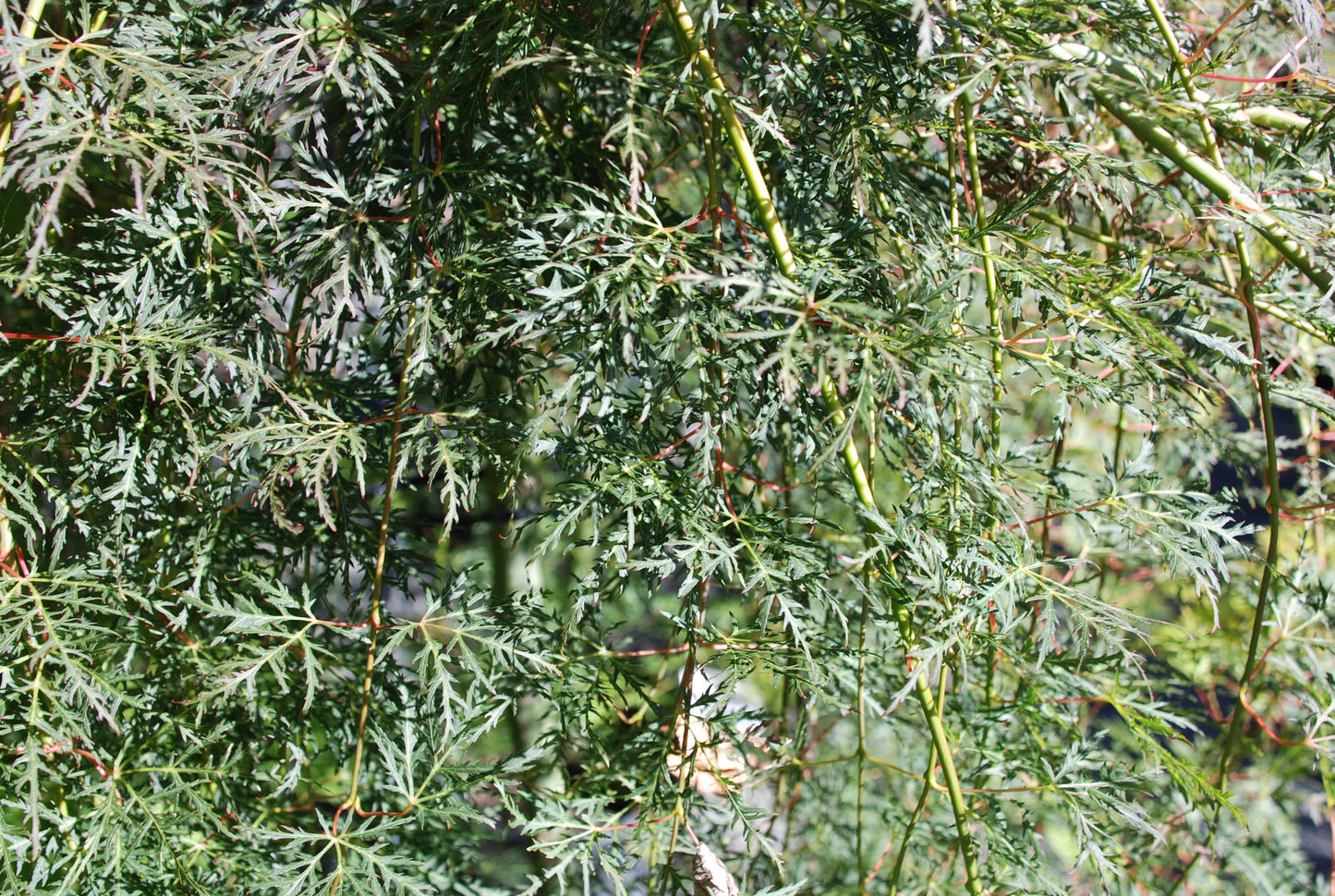 Acer Emerald Lace summer