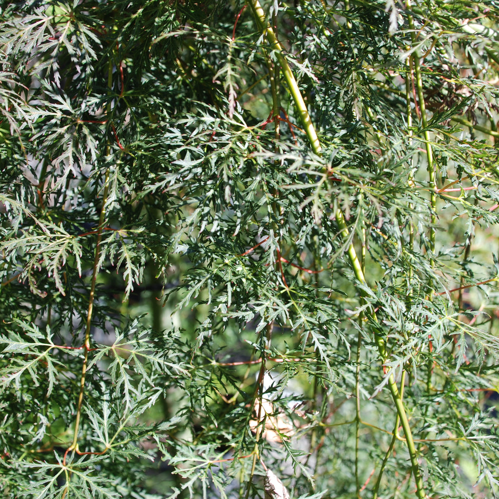 Acer Emerald Lace Image