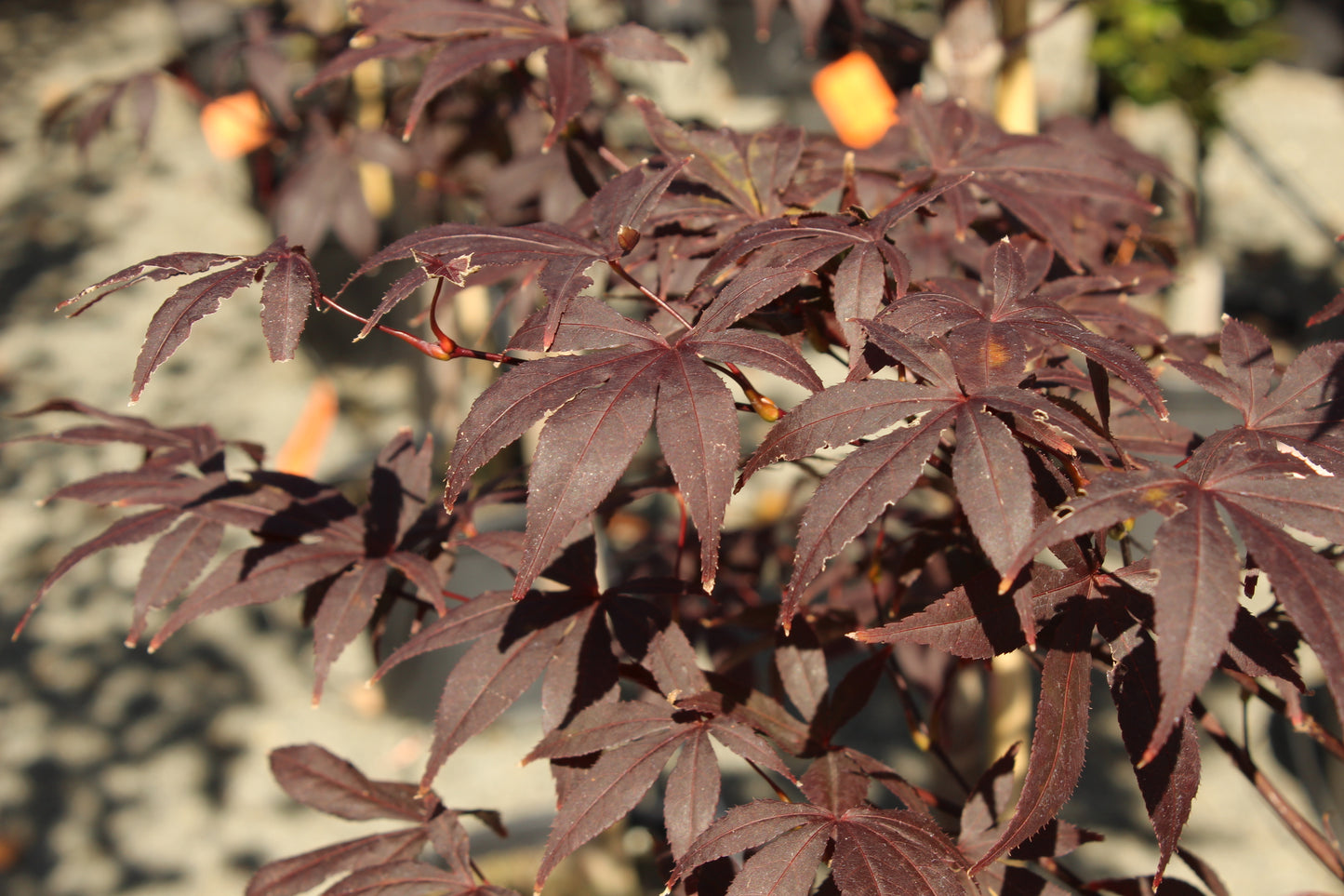 Acer palmatum Red Emperor