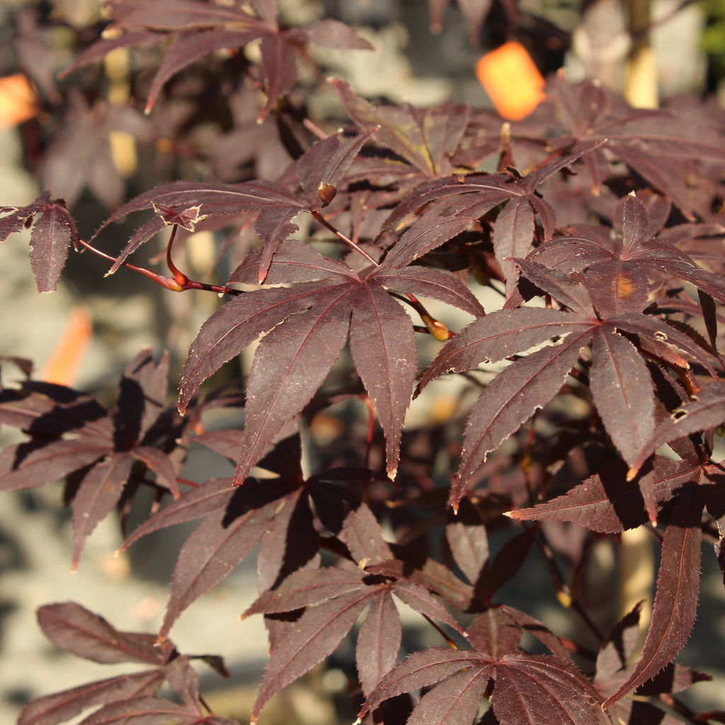 Acer palmatum Red Emperor Image