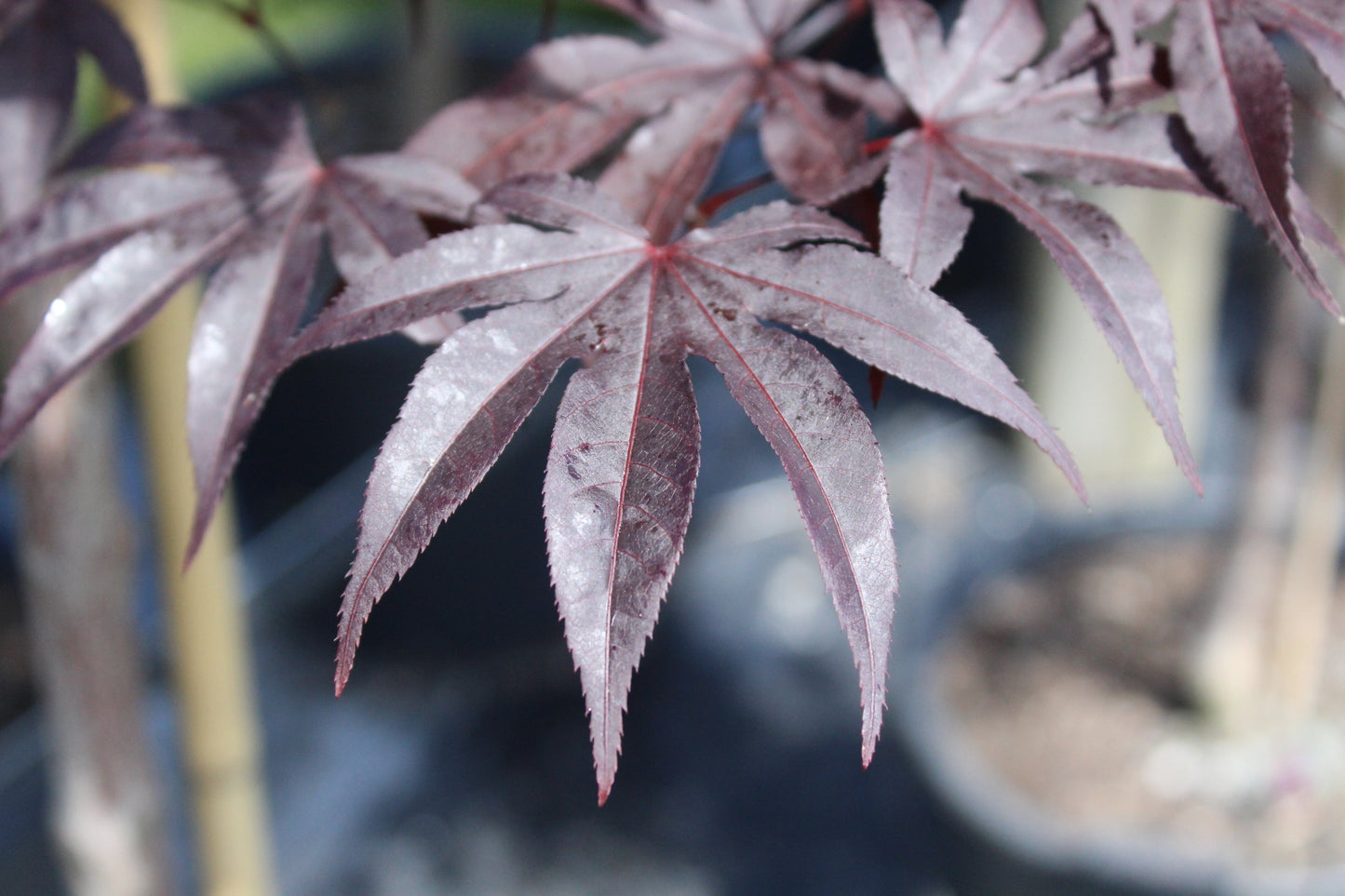 Acer palmatum Red Emperor