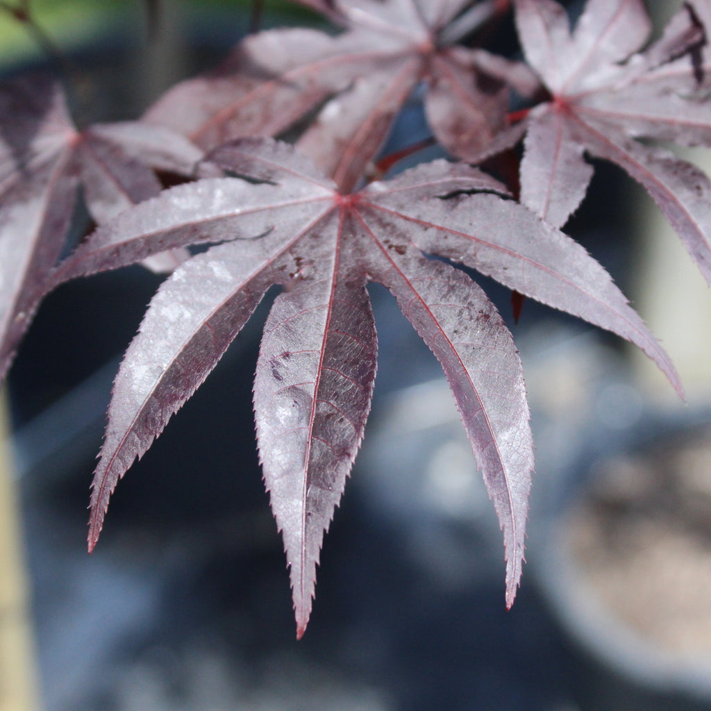 Acer palmatum Red Emperor Image