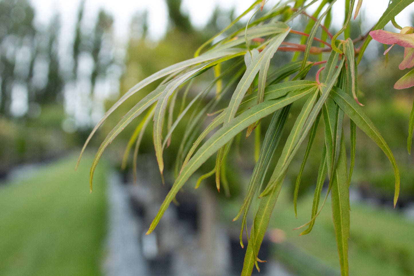 Acer scolopendrifolium