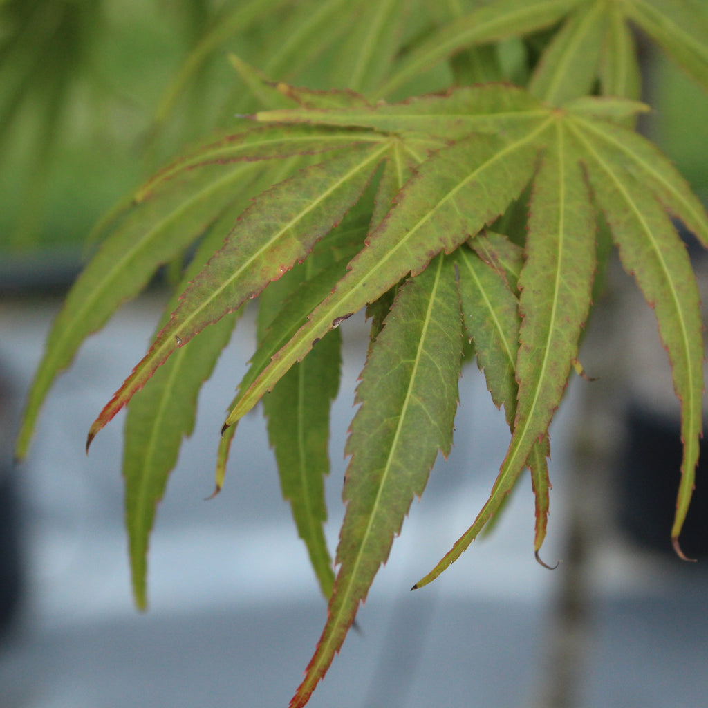 Acer scolopendrifolium Image