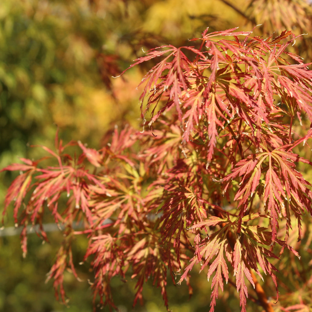 Acer Seiryu Image