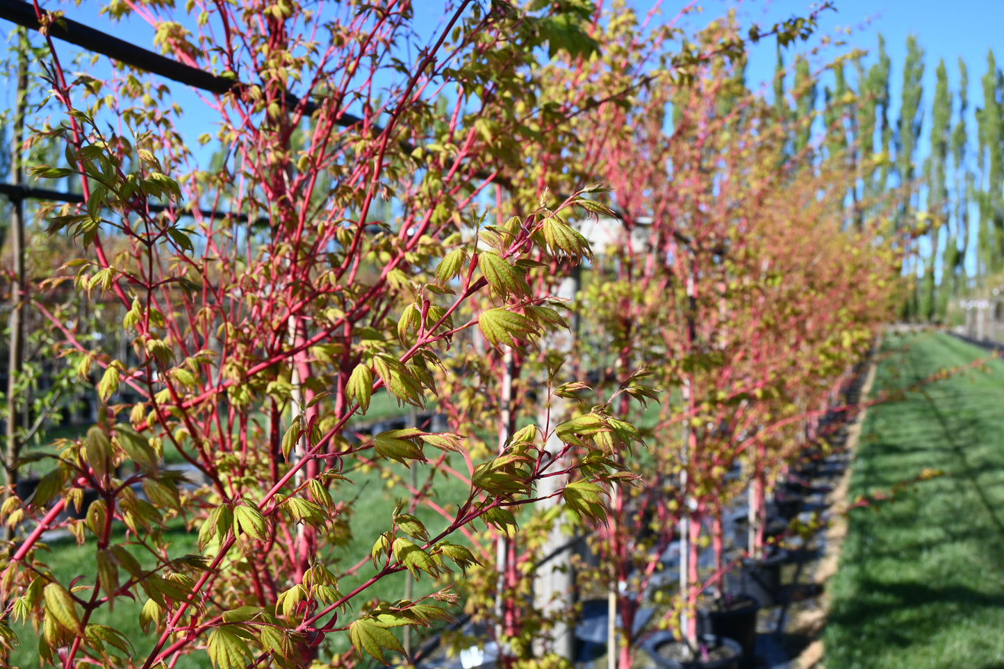 Acer palmatum Senkaki