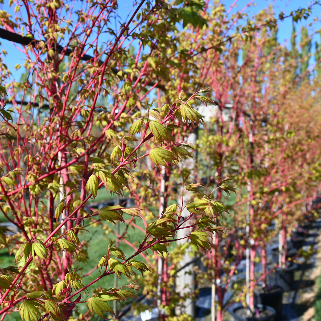 Acer palmatum Senkaki Image