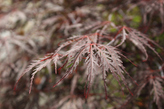 Acer 'Tamukeyama'