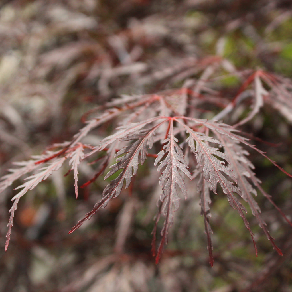 Acer Tamukeyama Image