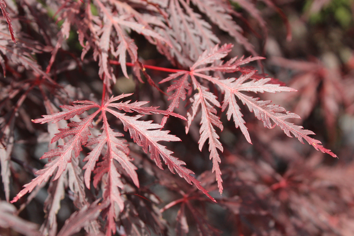 Acer 'Tamukeyama'