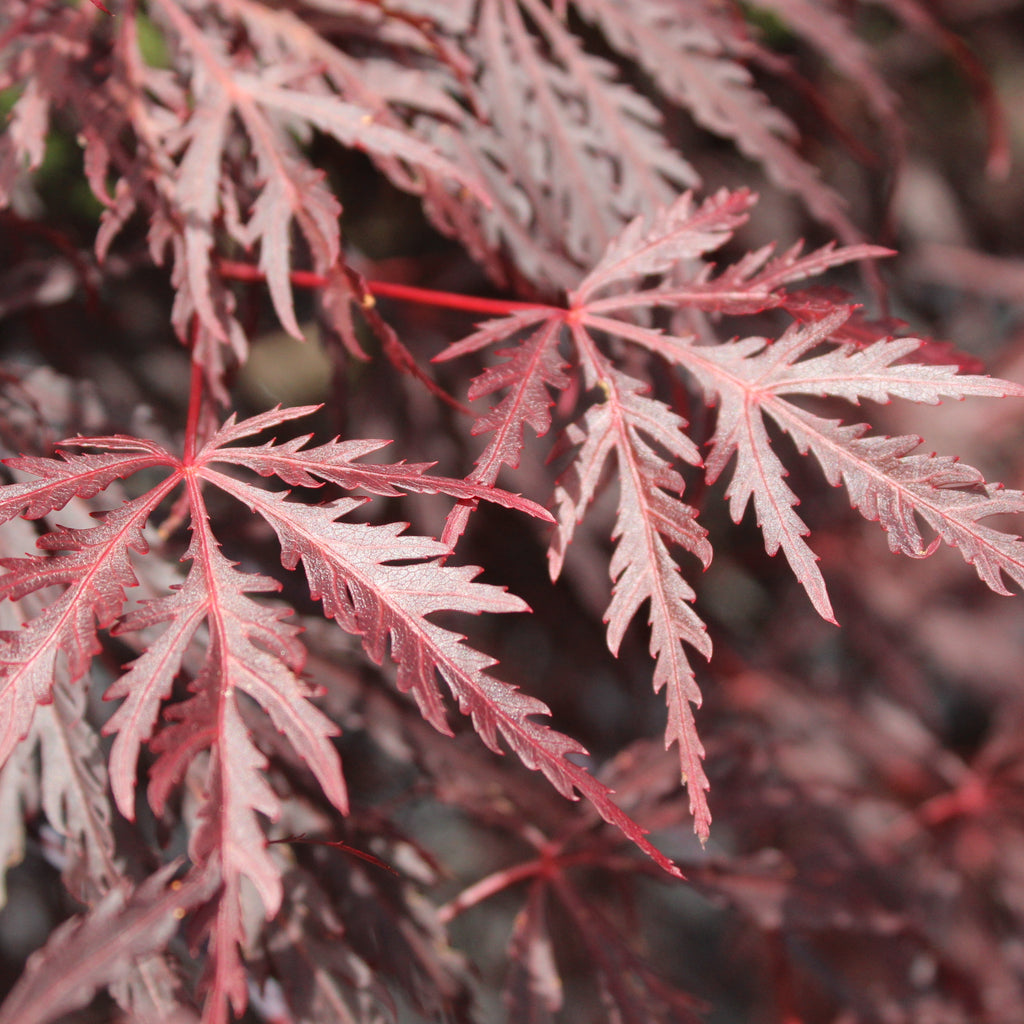 Acer Tamukeyama Image