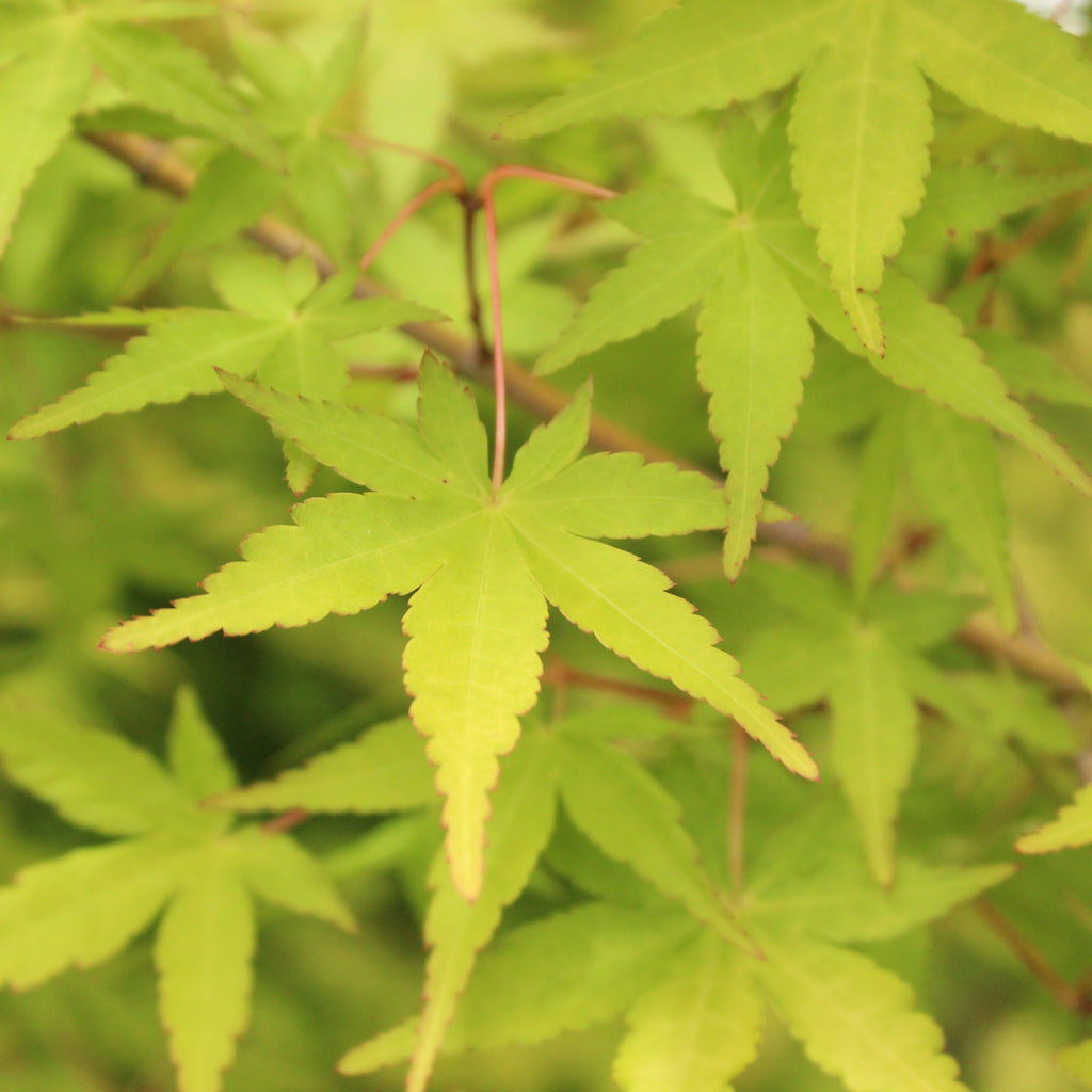 Acer Ueno Yama Image