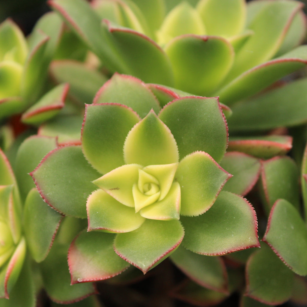 Aeonium decorum Image
