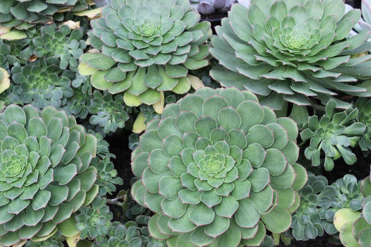 Aeonium hybrid