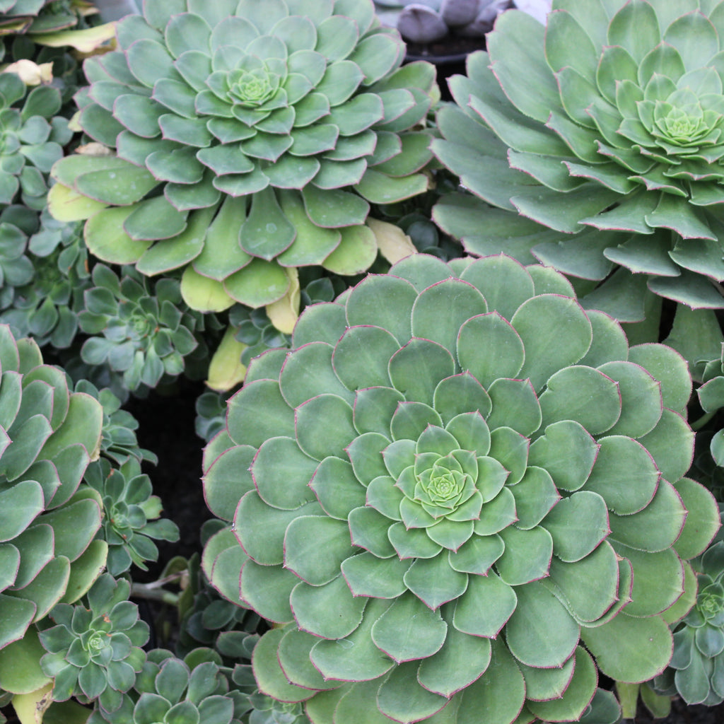 Aeonium hybrid Image