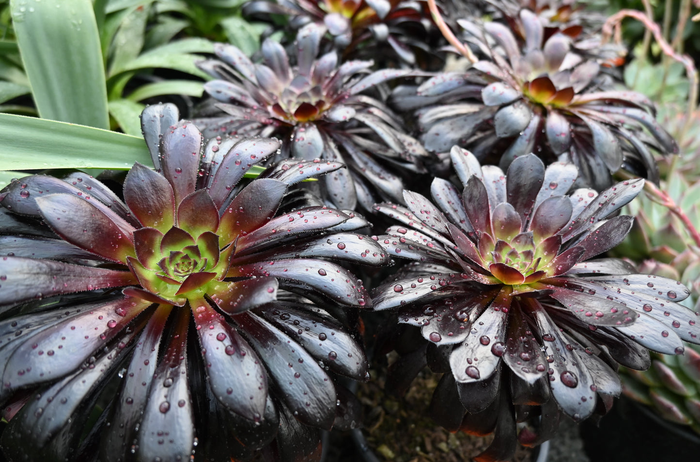 Aeonium schwarzkopf