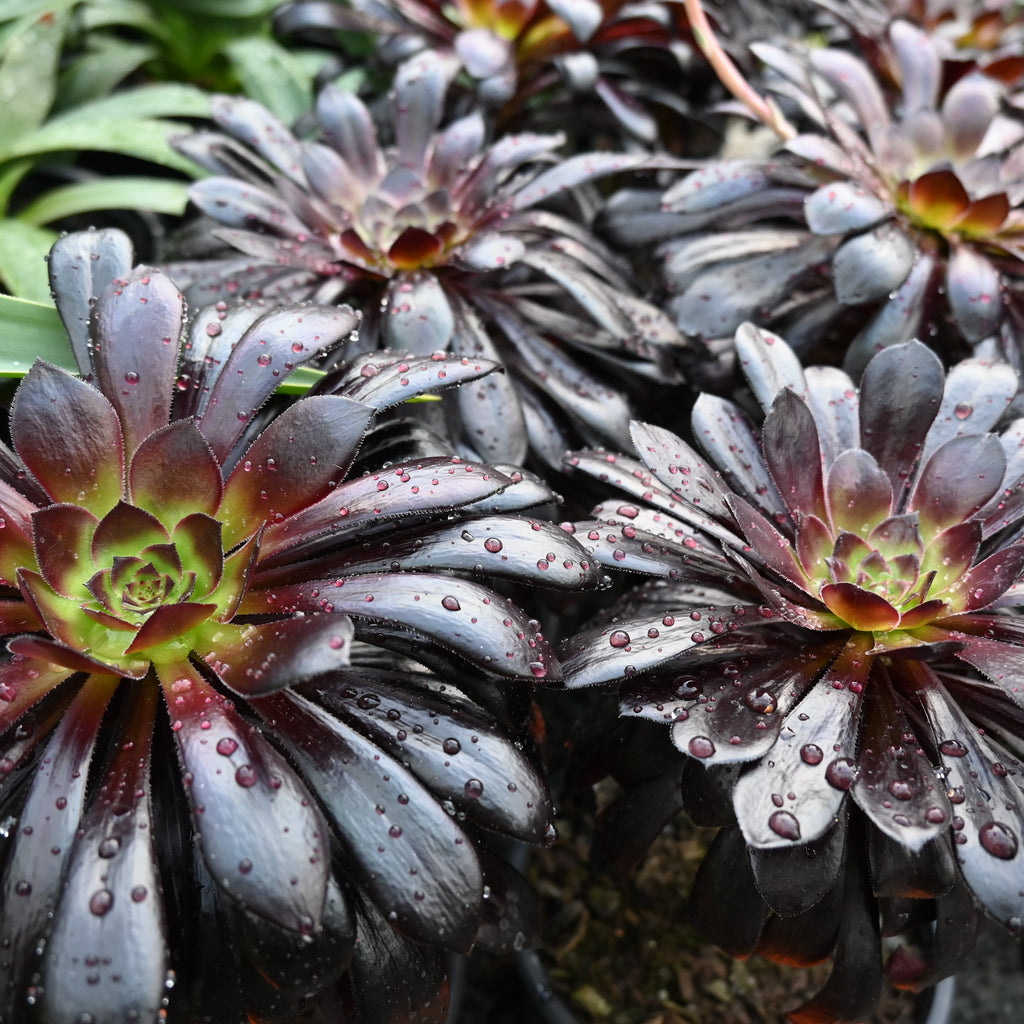 Aeonium schwarzkopf Image