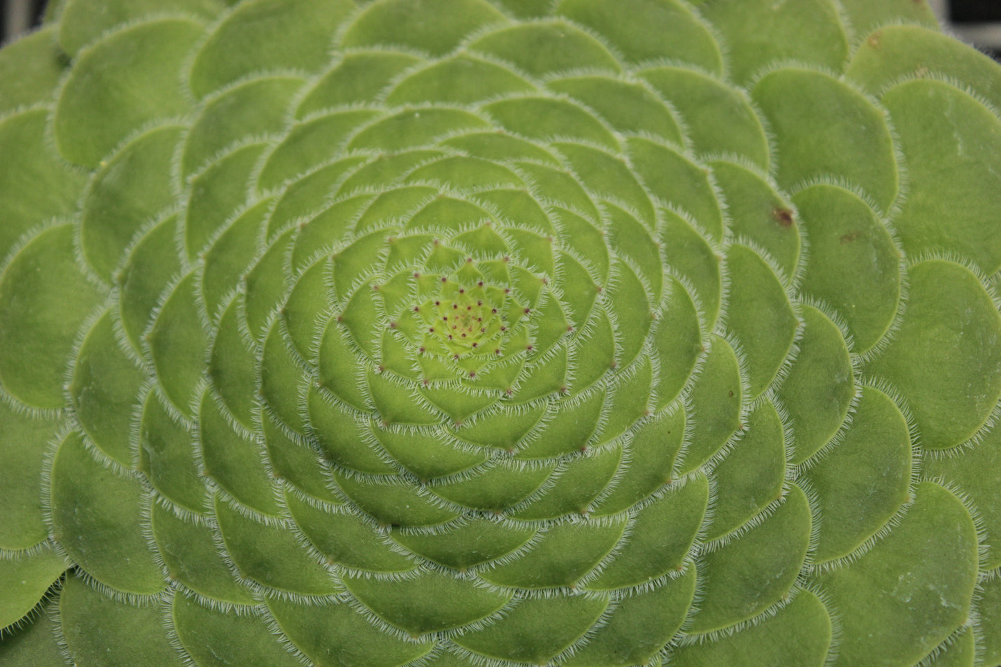 Aeonium tabulaeforme