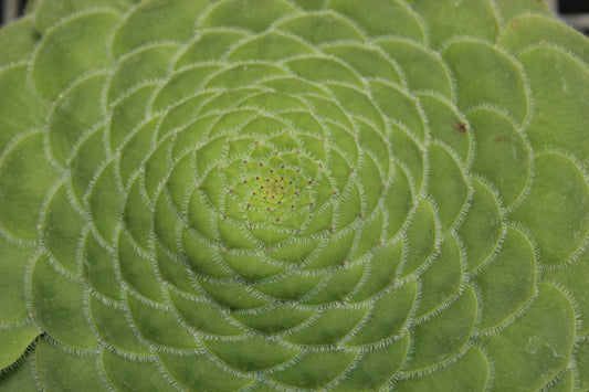 Aeonium tabulaeforme