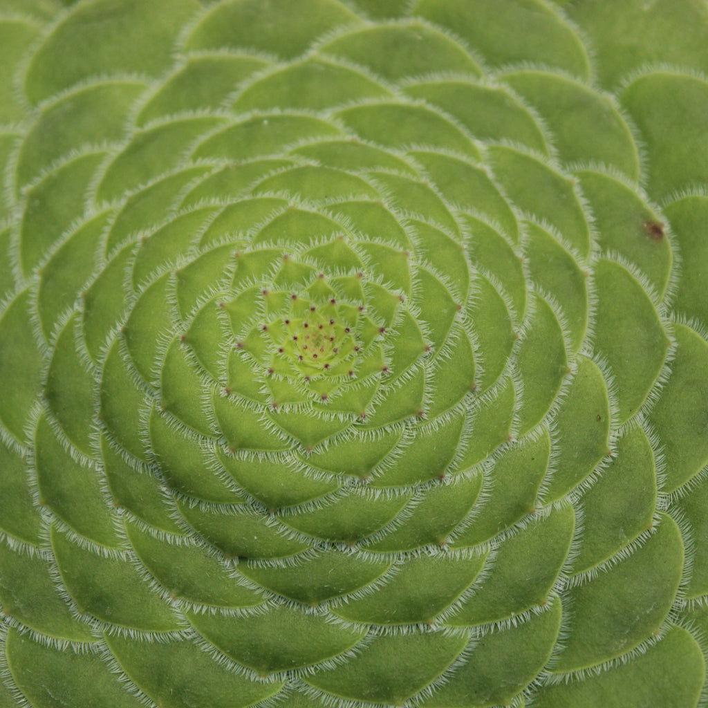 Aeonium tabuliforme Image