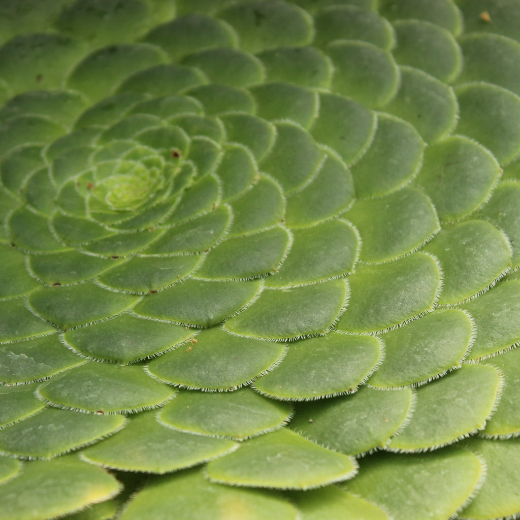 Aeonium tabuliforme Image