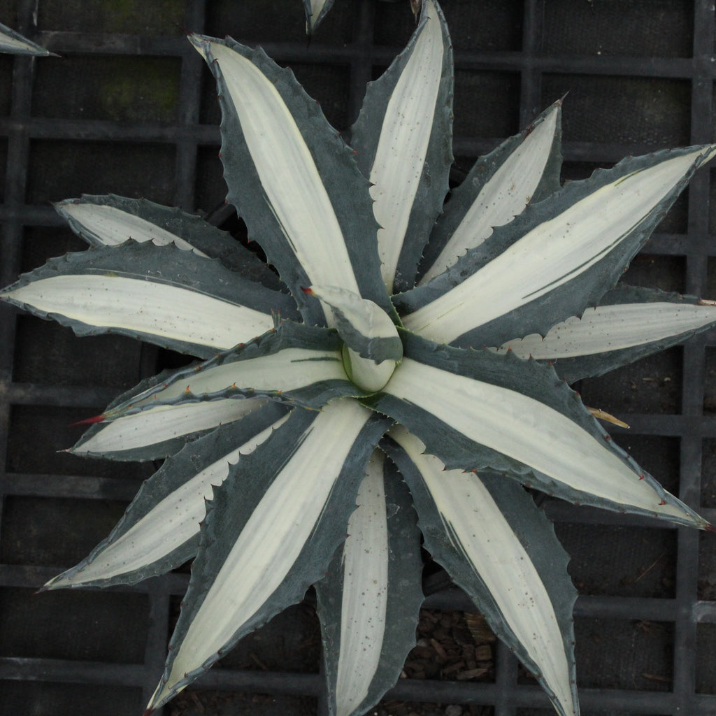 Agave albo-picta Image
