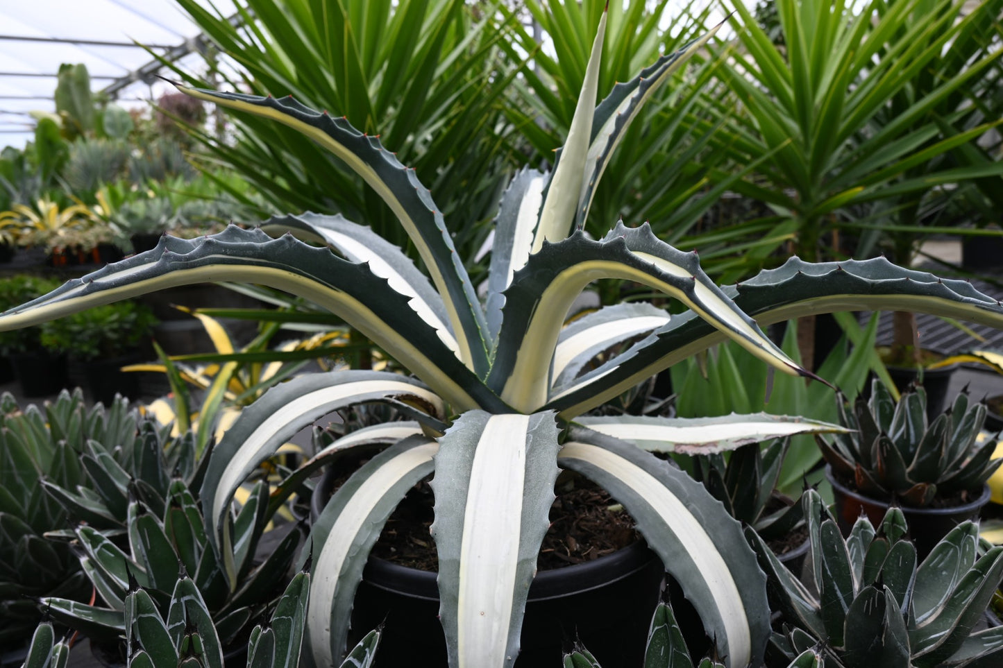 Agave albo-picta