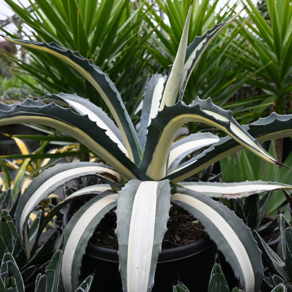 Agave albo-picta Image