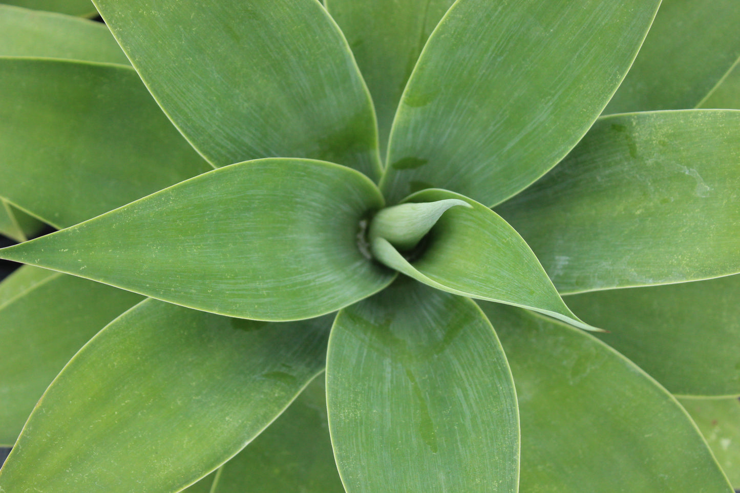 Agave attenuata