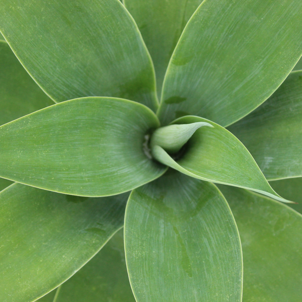 Agave attenuata Image