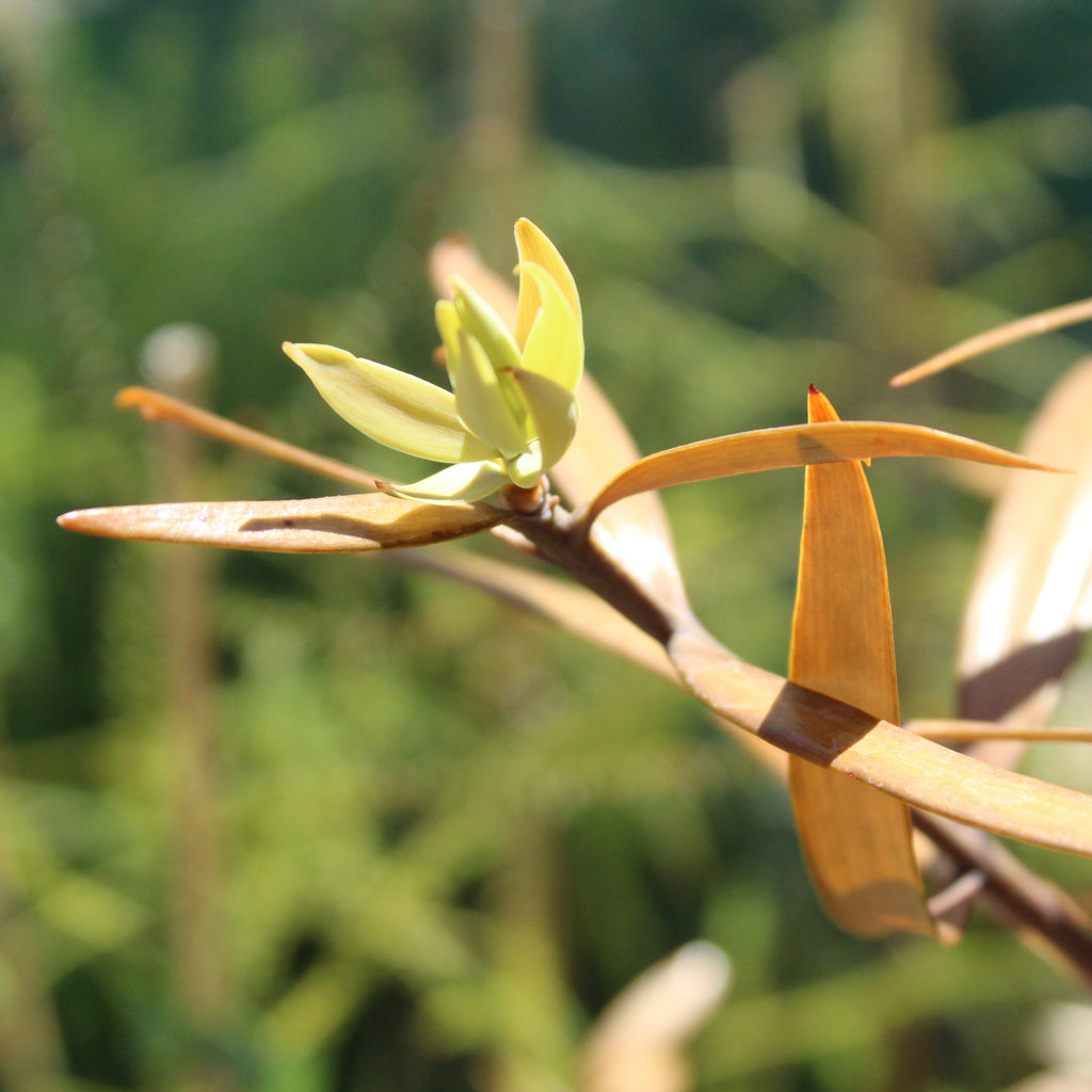 Agathis australis Image