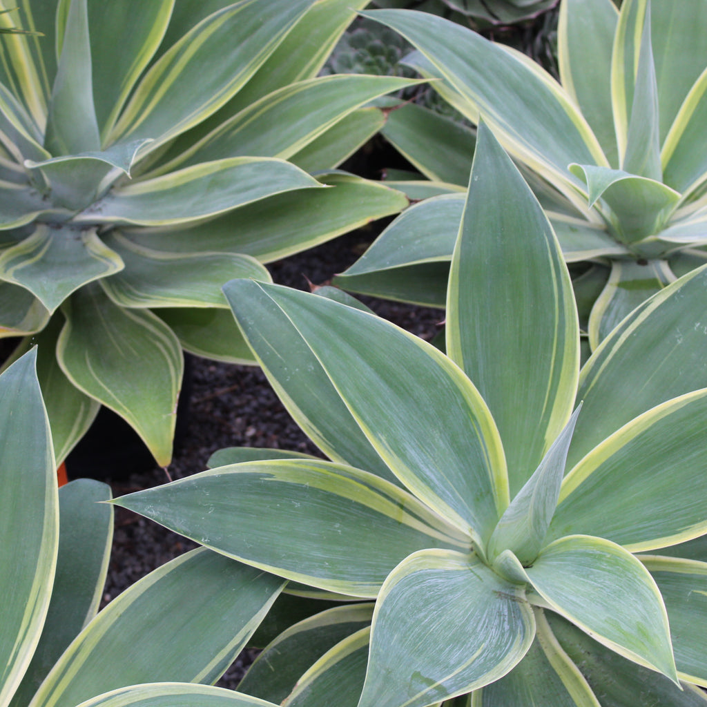 Agave attenuata variegata Image