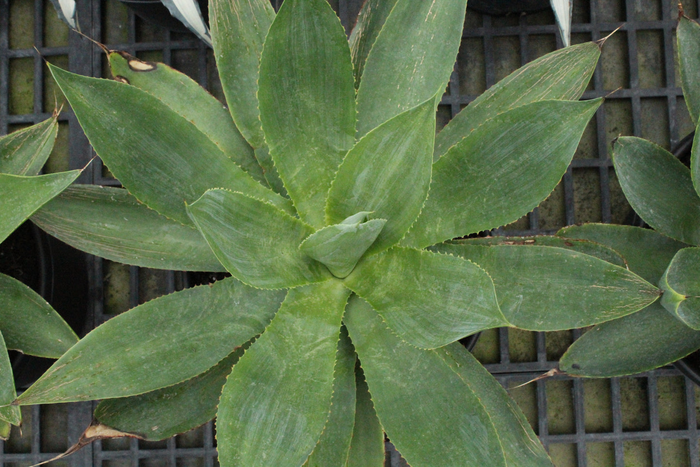 Agave celsii