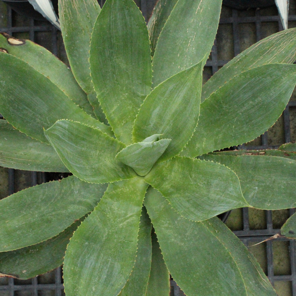 Agave celsii Image