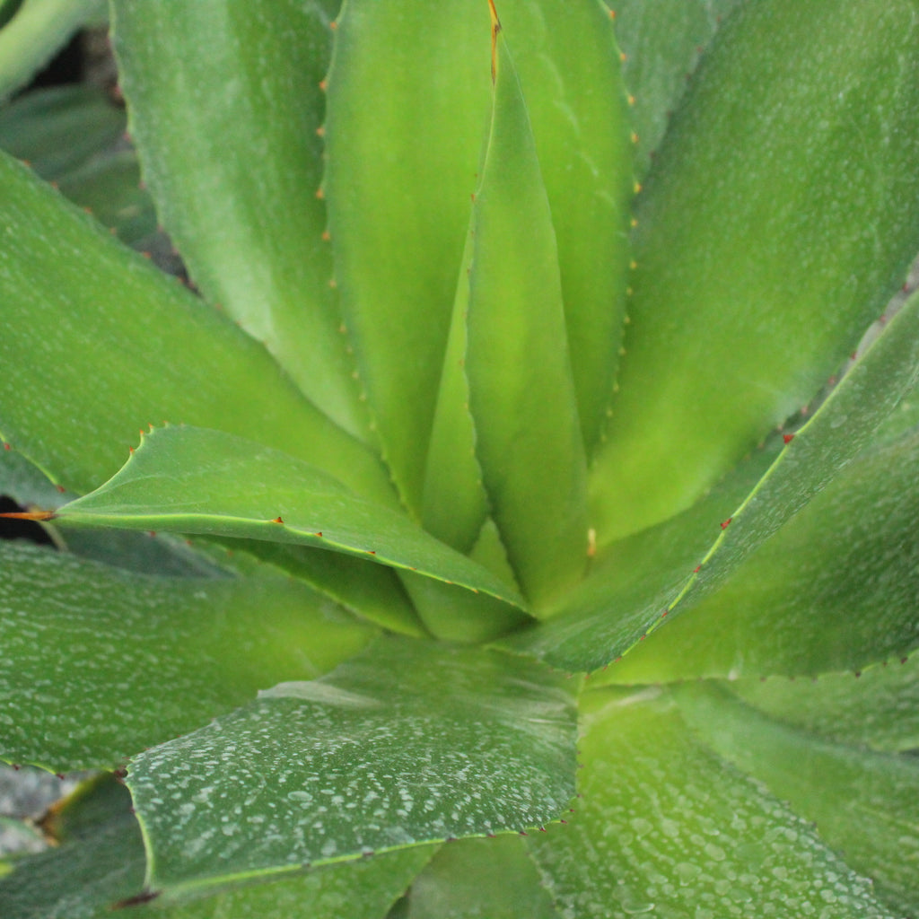 Agave chiapensis Image