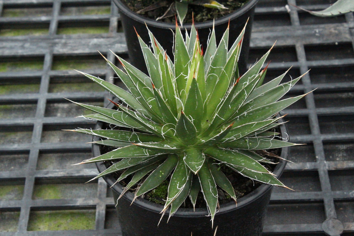 Agave filiffera