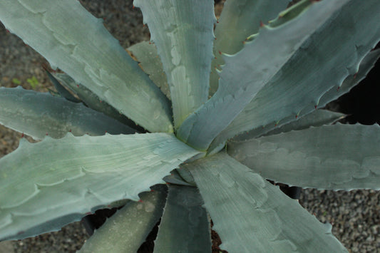 Agave franzosinii