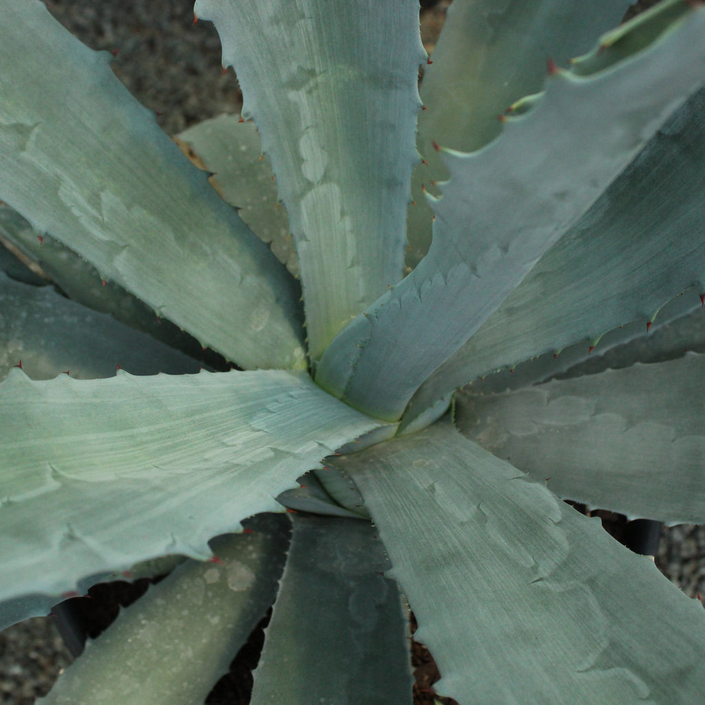 Agave franzosinii Image