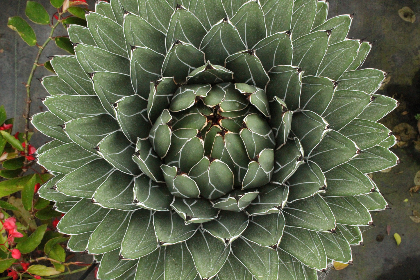 Agave ferdinandi- regis