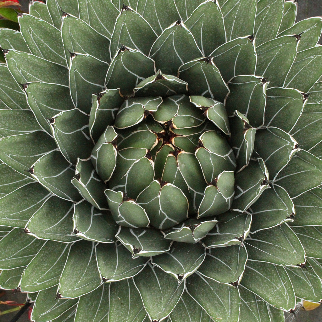 Agave ferdinandi-regis Image